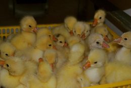 watering reasons and method of goose eggs