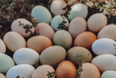 How should the selection of eggs for incubation be?